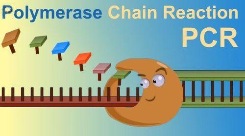 Xét nghiệm PCR đo tải lượng virus viêm gan B