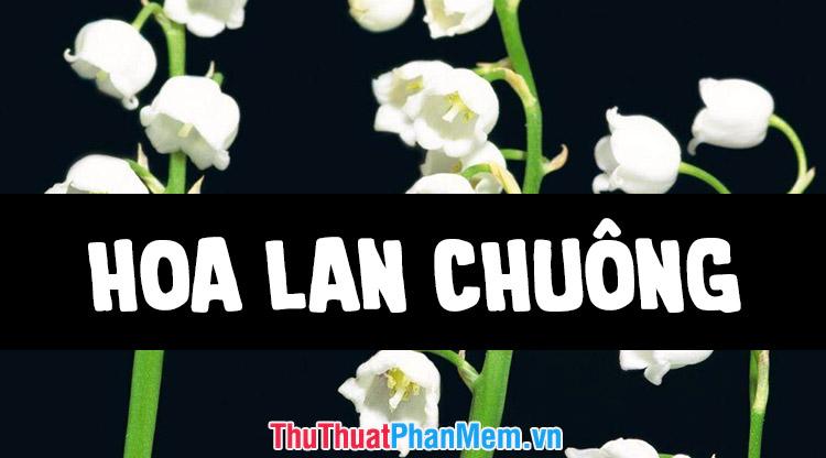 Bộ sưu tập hình ảnh đẹp nhất về hoa lan chuông