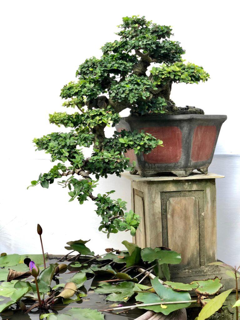 cây duối bonsai