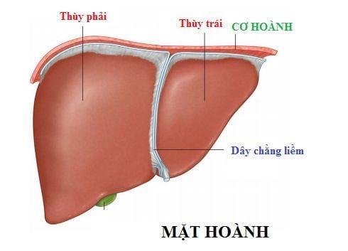 Hình ảnh mặt hoành