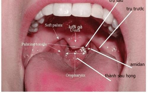 Hình ảnh vòm họng khỏe mạnh