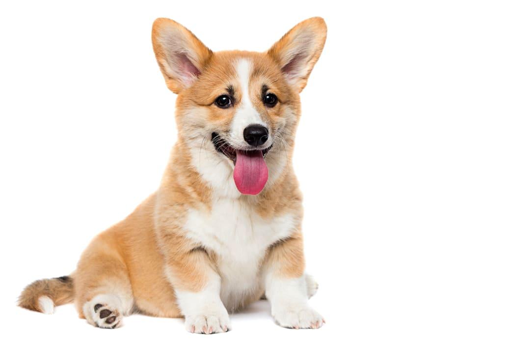 Corgi