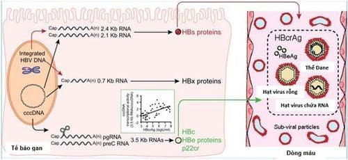 Sự sinh tổng hợp HBcrAg từ các RNA