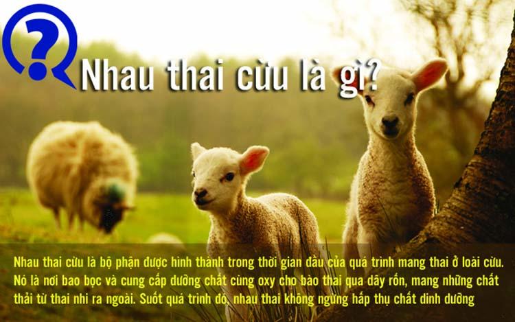 Nhau thai cừu là gì