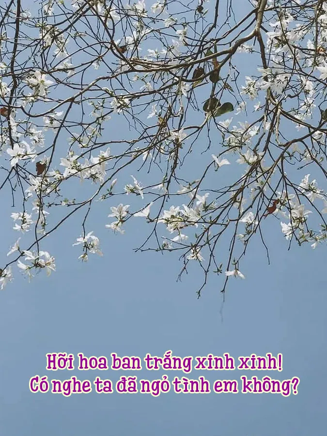 tong-hop-18-bai-tho-ve-hoa-ban-thang-3-lam-say-dam-long-nguoi-voh-0