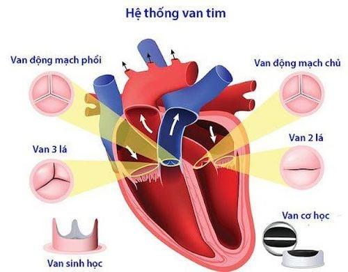 Chu kỳ hoạt động của tim