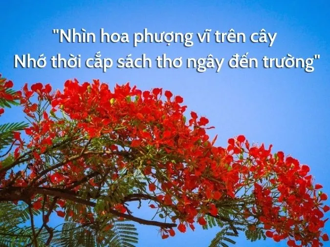 Top 15 bài thơ về hoa phượng tuyển chọn ấn tượng 1