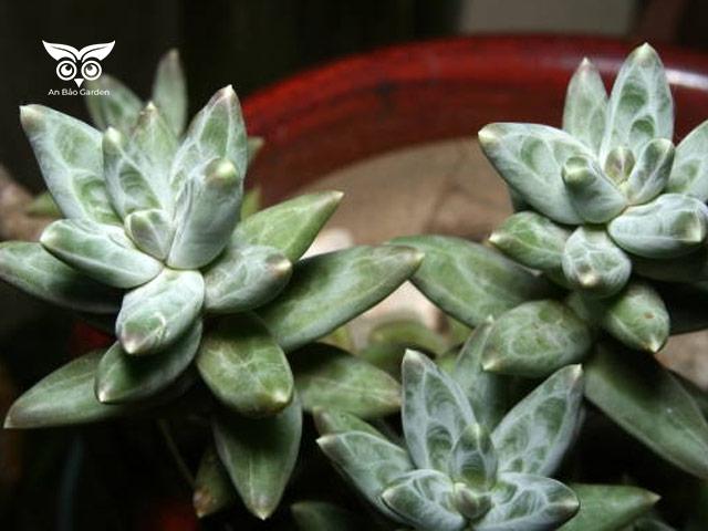 Pachyphytum compactum