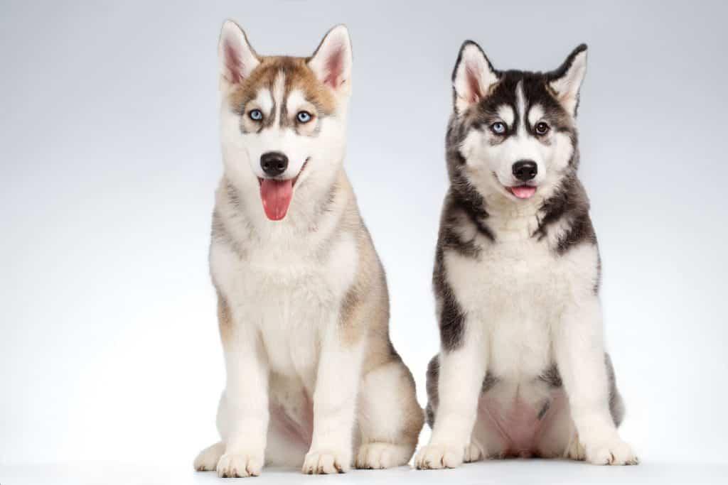 Nguồn gốc chó husky